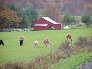 Barn with Cows in Bland County