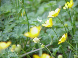 Yellow Flowers